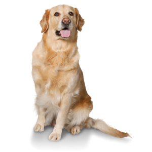 Post facebook para clinica veterinaria moderno rojo y violeta